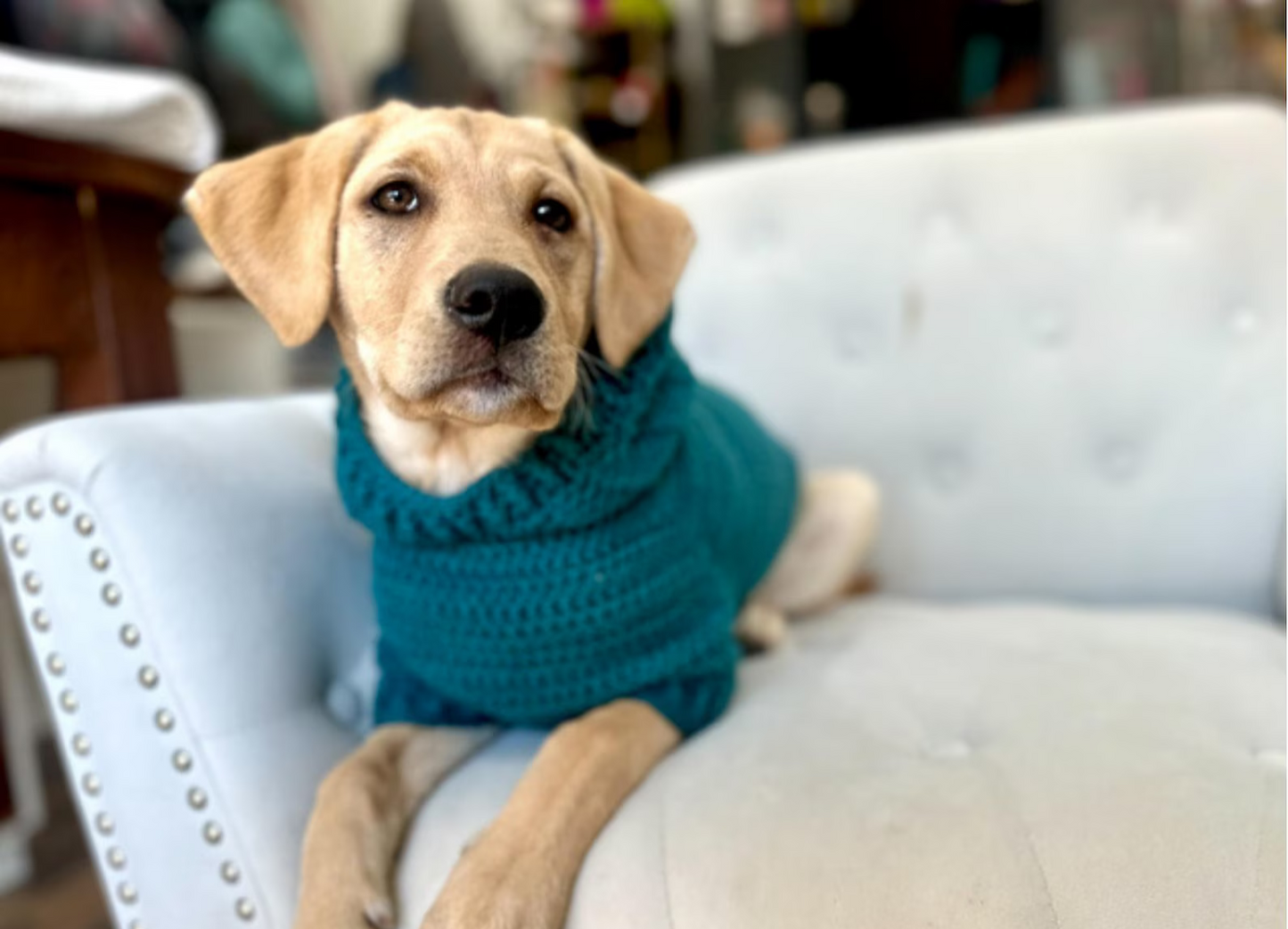 Easy Dog Hoodie Crochet Pattern