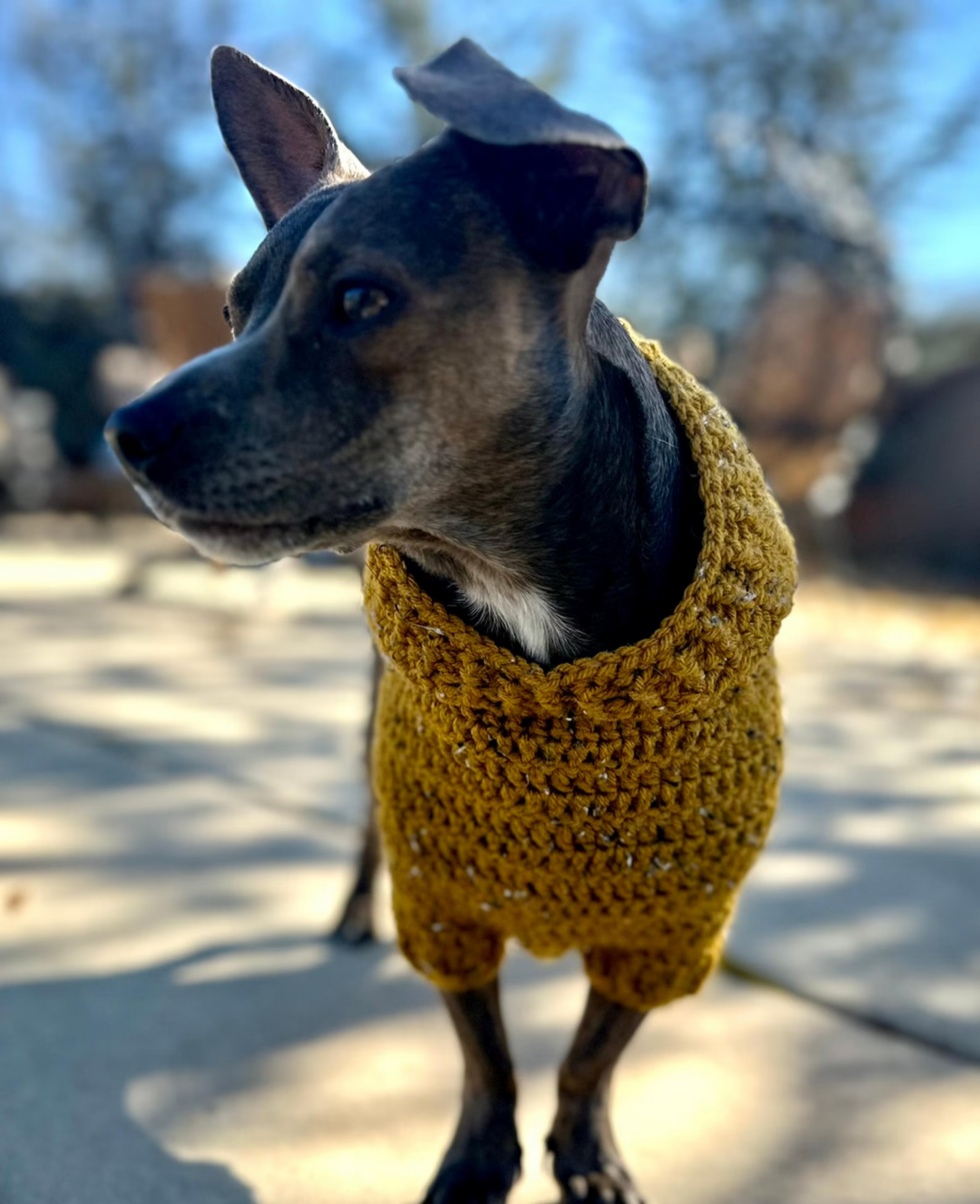 Easy Dog Hoodie Crochet Pattern